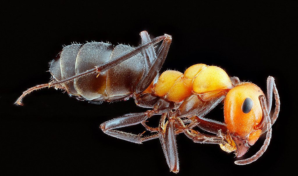 Ant Control service in Washington, DC