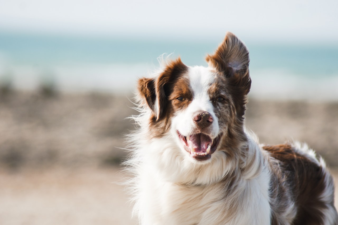 Flea & Tick Control service in Washington, DC