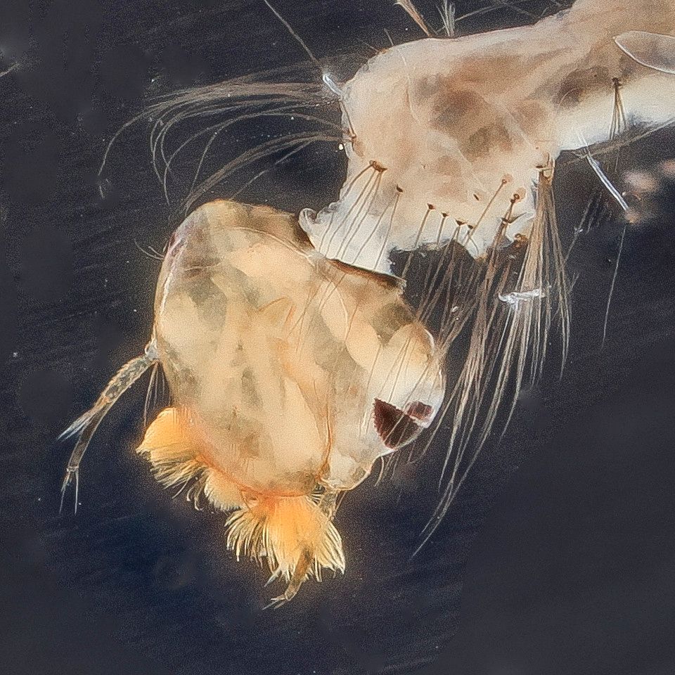 Mosquito Control service in Washington, DC