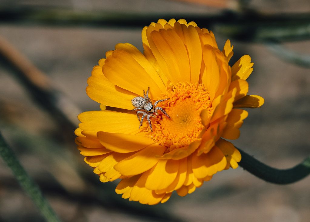 Spider Control service in Washington, DC